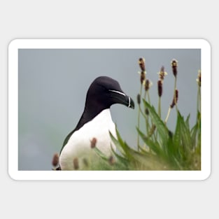 Razorbill on cliff top Sticker